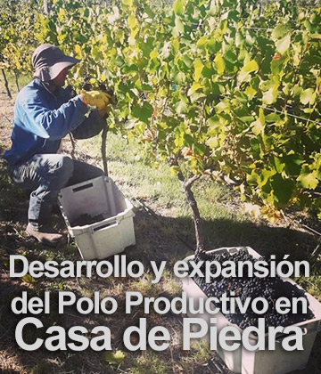 Img: DESARROLLO Y EXPANSION DEL POLO PRODUCTIVO EN CASA DE PIEDRA - hombre cocechando Uva