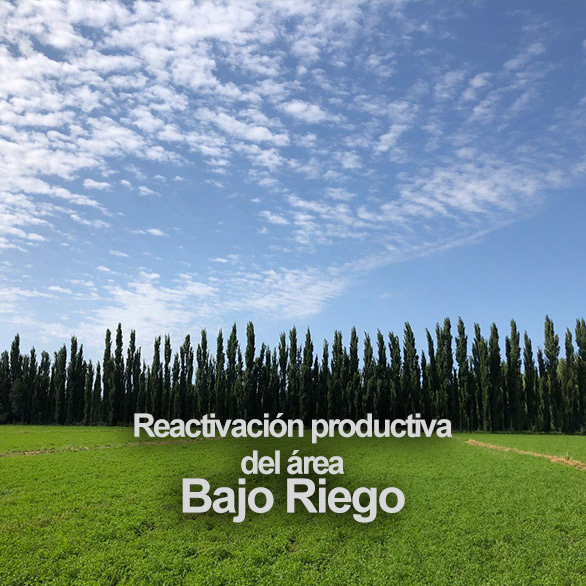Img: REACTIVACION PRODUCTIVA DEL AREA BAJO RIEGO